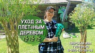 Тверская ива. Уход за плетёным деревом из ивы. Ивовая пальма. Дерево плетеное из прутьев.