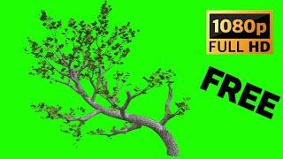 FREE Green Screen Tree Animation HD