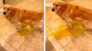 Adorable Dog Pees On Floor Because Of Rain