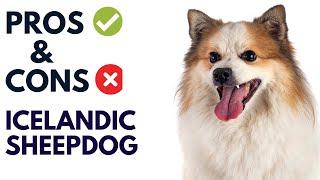 Icelandic Sheepdog Dog Pros and Cons | Icelandic Sheepdog Advantages and Disadvantages