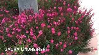 Gaura lindheimeri Pink Fountain. Garden Center online Costa Brava - Girona.