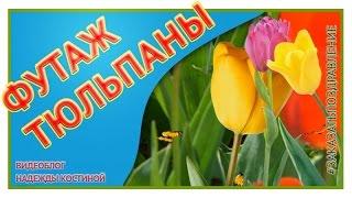 Футаж тюльпаны  Красивый фон для видеомонтажа   Futazon tulips HD