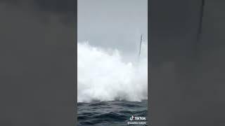 الحوت الازرق في لبنان تصوير حقيقي