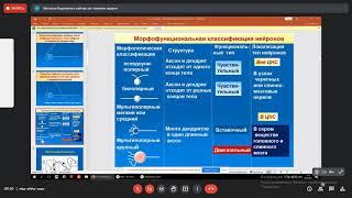 Введение в неврологию. Функциональная анатомия спинного мозга. Мозг -- наше всё!