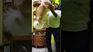 My favorite tomy's love moment #shorts️️ please like and subscribe
