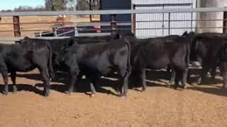 AuctionsPlus 47 Corack Cattle Co Ultrablack heifers