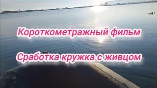 Рыбалка на кружки . Короткометражный фильм . Ловля хищника на кружки . Рыбалка 2024 . Рыбак .