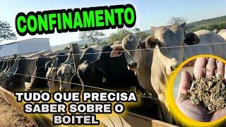 COMO É UM CONFINAMENTO? #boitel