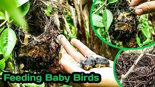 Searching Bird Nest & feeding || Baby birds in my village