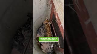 Skedaddle Rescues a Stranded Deer Fawn