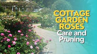 Cottage Garden Roses: Care and Pruning