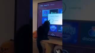 hypnotized cat hilarious cats #shorts #viral