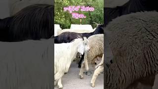 #kashmir. #goat.   #sheeps