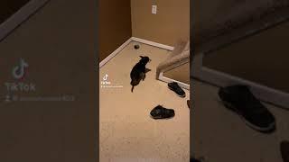 R.I.P Scooby The Chihuahua
