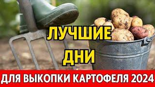 ДЛЯ ДОЛГОГО ХРАНЕНИЯ! Чтобы не потерять урожай! Когда копать картошку 2024 по лунному календарю