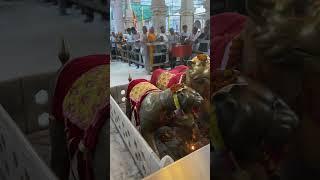 Nagarkot Wali Mata Ki Jai  #shortfeeds #matarani #nagarkot #jaimatadi #trending #viral #youtubesr