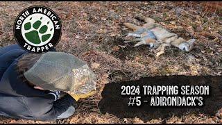 2024 Trapping Season #5 ~ ADIRONDACK MTNS ~ North American Trapper