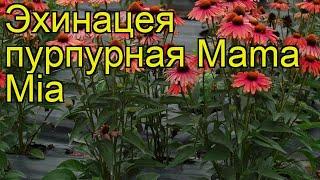 Эхинацея пурпурная Мама Мия. Краткий обзор, описание характеристик echinacea purpurea Mama Mia