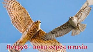 Яструб - пернатий вовк зі світу птахів. Цікаві факти про птаха-хижака