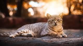 Fur-told Tales TV Live Stream