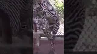 Zebra mating