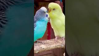 Large flock of budgies in mix bird aviary #nature #birds #bird #birdsounds #animals #animals