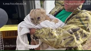 Олег Зубков привез в Тайган больного львёнка с Мелитополя!