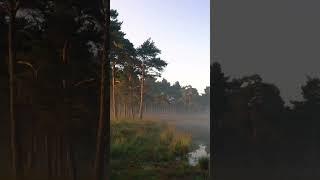 Удивительный мир природы #лес #озеро #деревья #красота #туман