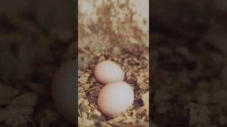 The incredible journey of a budgie from egg to one month old ||week-by-week journey #lovebird #short