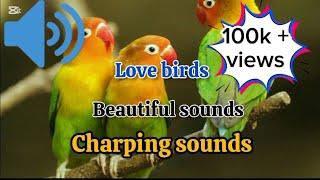 lovebirds charping sounds| parrot beautiful sounds| lovebirds sounds| lovebirds beautiful songs|