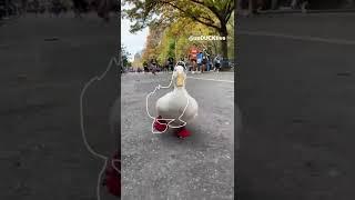 Running Duck (outline trend tiktok)