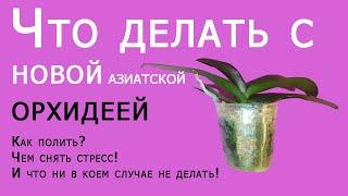 Что делать с новой азиатской орхидеей? как и когда поливать, чем снять стресс! надо ли пересаживать?