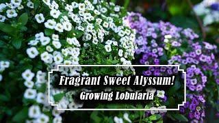 Growing Lobularia / Sweet Alyssum || Easy & Fragrant Annual Spring - Fall