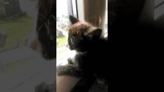 канат©[4]