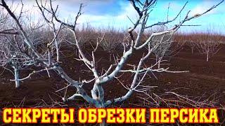 Секреты ОБРЕЗКИ ПЕРСИКА в КРЫМУ / Основные правила / peach pruning secrets