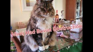 Mimi had bowel obstruction