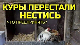 Куры перестали нестись, что делать?