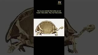 "A Turtle Isn't in Its Shell — It Is the Shell | FACTVERSE | #turtle #facts #shells