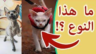 أنواع القطط العشرة الأشهر في العالم