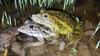 Mating of male frog and female frog.