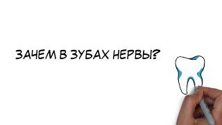 Зачем в зубах нервы? 12+