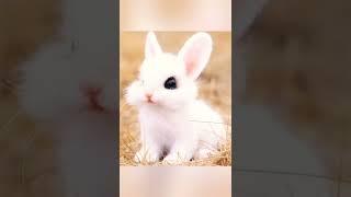 Cute Animals Wallpaper. #shorts #cute #beautiful. Cute Wallpaper.