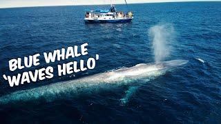 Blue Whale 'Waves Hello'  | Blue Whale Watching Off Dana Point, CA