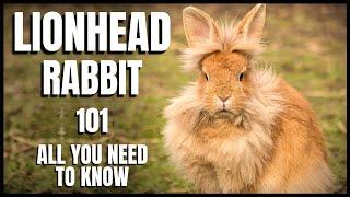 Lionhead Rabbit 101: All You Need To Know