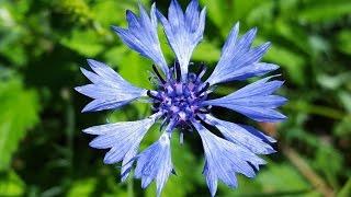 Cornflower Blue (Centaurea Cyanus)  Images with Cornflowers - Flower #3