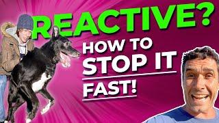 How To Stop Dog Reactivity: Actionable Tips From Master Trainer, Doggy Dan