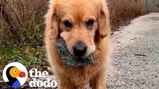 Golden Retriever Is Obsessed With Collecting Massive Rocks | The Dodo