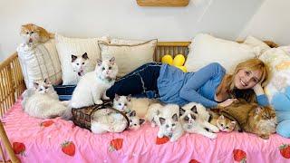 Cuddling with the FLUFFIEST kittens