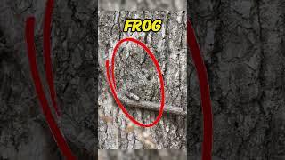 Animals That Have The Best Camouflage Part 2... #shorts #animals #camouflage