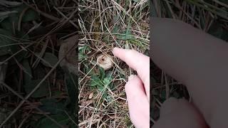Що то за гриб, що пчихає? #гриби #карпати #ліс #зима #грибивсічні